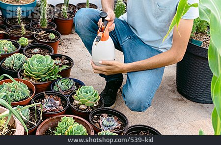 
                Sukkulente, Topfpflanze, Hauswurz, Besprühen                   