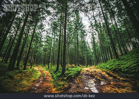 
                Wald, Weggabelung                   