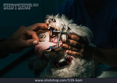 
                Hund, Zahnbehandlung, Tiermedizin, Tierklinik                   