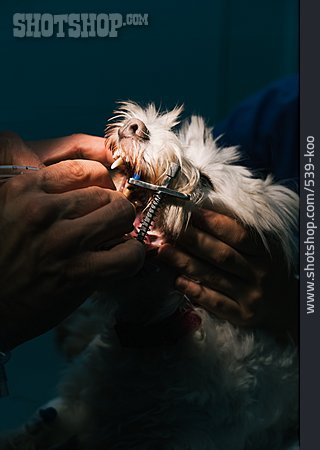 
                Hund, Operation, Tiermedizin, Tierklinik                   