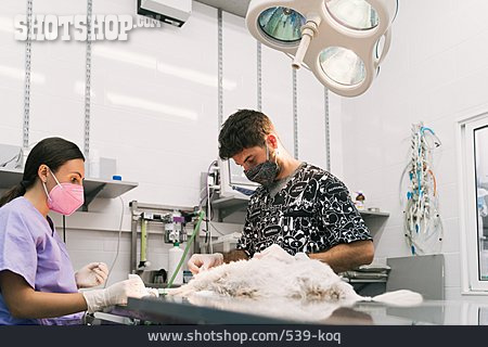 
                Operation, Operationssaal, Veterinärmedizin, Tierklinik                   