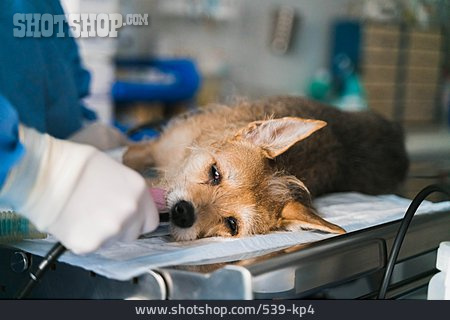 
                Hund, Operation, Veterinärmedizin, Tierklinik                   