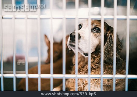 
                Hund, Tierklinik                   