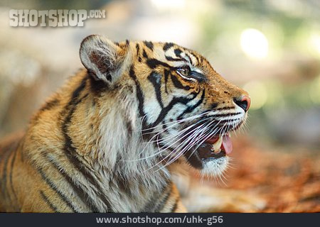 
                Tiger, Sumatra-tiger                   