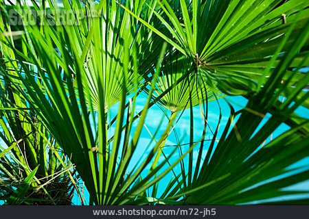 
                Pool, Palmblätter                   