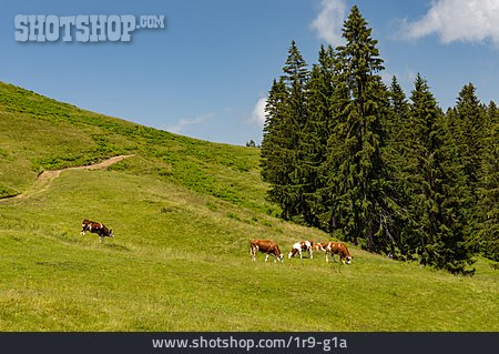 
                Alpen, Kühe, Almweide                   