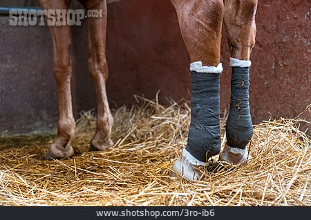 
                Pferd, Bandage                   