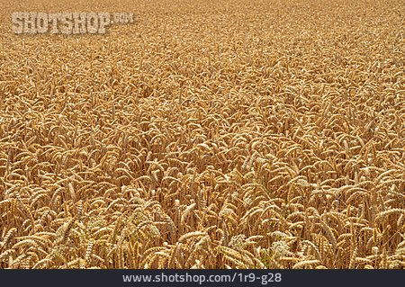 
                Landwirtschaft, Weizenfeld, Nutzpflanze                   