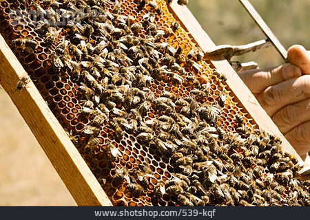 
                Honigwabe, Honigproduktion, Honigbienen                   