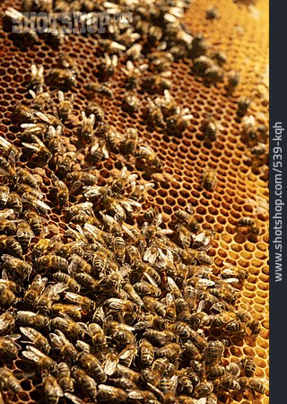 
                Imkerei, Bienenvolk, Honigbienen                   