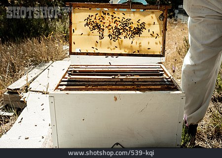 
                Bienenstock, Honigwabe, Bienenvolk                   
