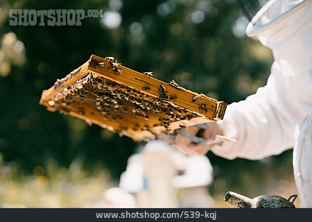 
                Honigwabe, Imkerei, Honigbienen                   