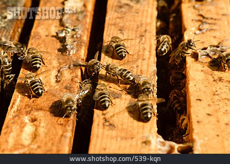 
                Honigbienen                   