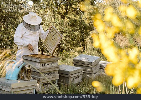 
                Bienenstock, Imker, Imkerei, Honigproduktion                   