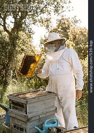 
                Bienenstock, Imker, Honigproduktion, Prüfen                   