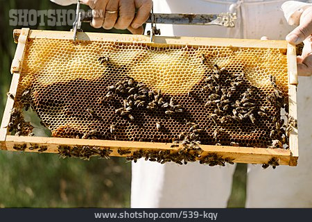 
                Honigwabe, Honigproduktion, Prüfen                   