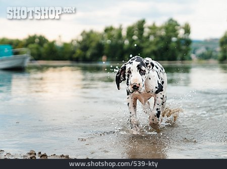 
                Wasser, Deutsche Dogge                   