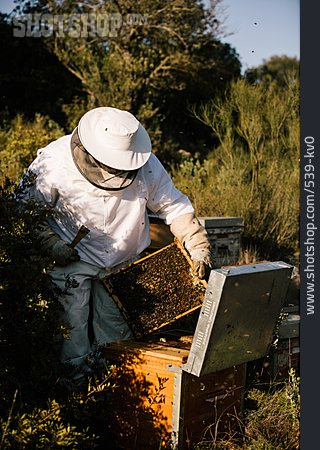 
                Bienenstock, Imkerei, Honigbienen                   