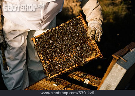 
                Bienenstock, Honigproduktion, Honigbienen                   