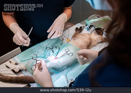
                Katze, Operation, Operieren, Tierärztin, Veterinärmedizin                   