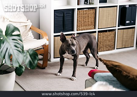 
                Zuhause, American Staffordshire Terrier                   