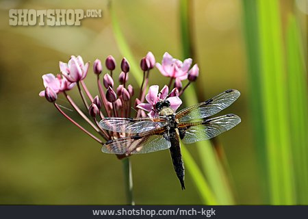 
                Libelle, Vierfleck                   