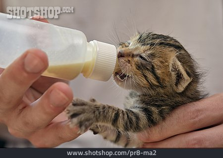 
                Füttern, Milchflasche, Katzenbaby                   