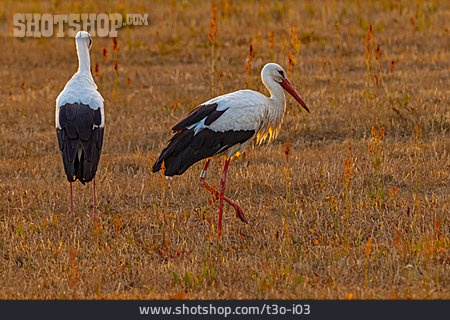 
                Storch                   