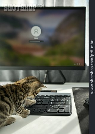 
                Verspielt, Computertastatur, Katzenbaby                   