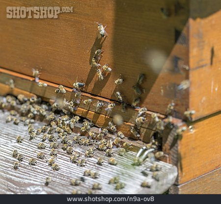 
                Bienen, Bienenstock, Honigbienen                   