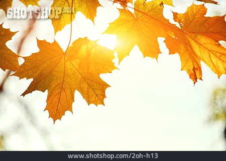 
                Herbst, Herbstlaub, Goldener Herbst                   