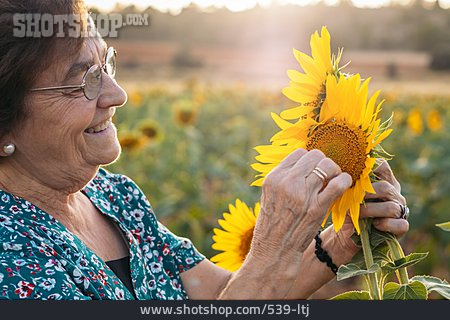 
                Seniorin, Lächeln, Pflücken, Sonnenblumenfeld                   