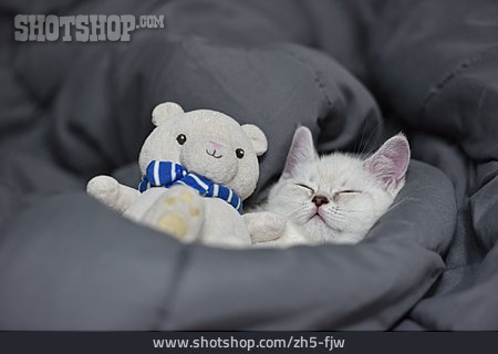 
                Schlafen, Geborgenheit, Katzenbaby                   