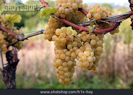 
                Weintrauben, Weinanbau, Weiße Trauben                   