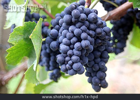 
                Weintrauben, Weinanbau, Rote Trauben                   
