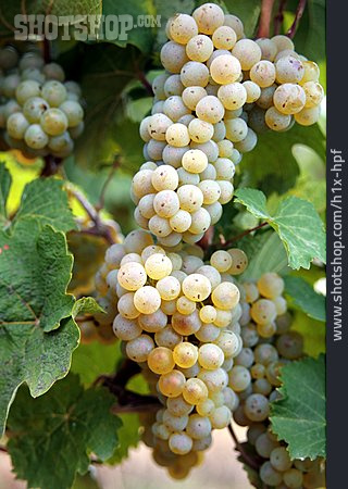 
                Weinanbau, Weißwein, Weinsorte                   