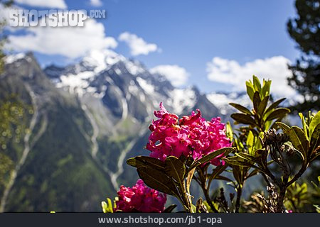 
                Alpenrose                   