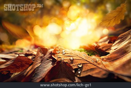 
                Sonnenlicht, Wassertropfen, Herbstblatt                   