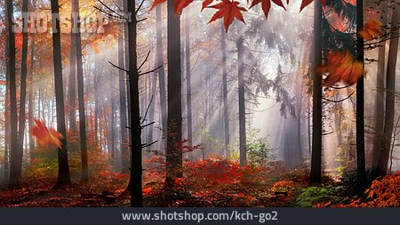 
                Wald, Herbst, Dunst, Lichtstrahlen                   