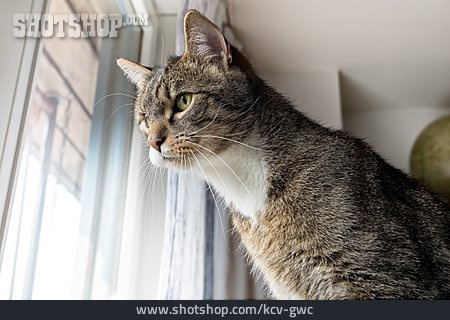 
                Katze, Fenster, Beobachten                   