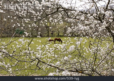 
                Weide, Pferd, Grasen, Frühling, Fohlen                   