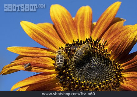 
                Sonnenblume, Biene, Bestäubung                   