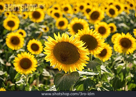 
                Sonnenblumen, Sonnenblumenfeld                   