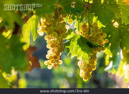 
                Weintrauben, Weinrebe, Weinanbau                   