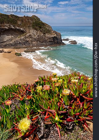 
                Portugal, Atlantikküste, Essbare Mittagsblume                   