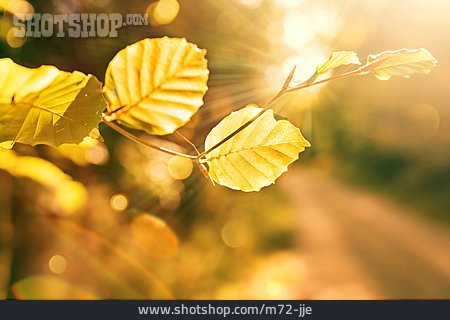 
                Herbst, Herbstlaub, Herbstfärbung                   