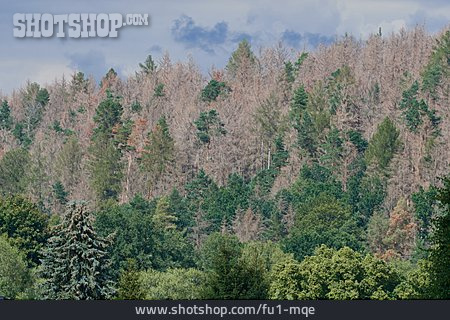 
                Waldsterben, Nadelwald, Baumschaden                   