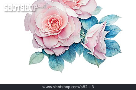 
                Rose, Illustration, Aquarell                   