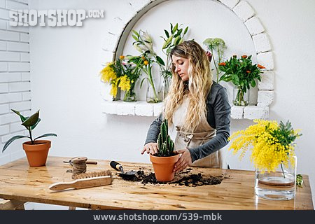 
                Kaktus, Arbeitsplatz, Topfpflanze, Floristin                   
