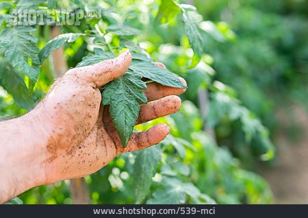
                Blatt, Wachstum, Begutachten, Tomatenpflanze                   